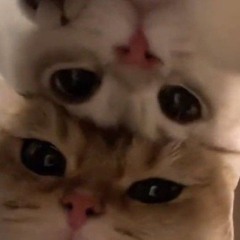 국힙