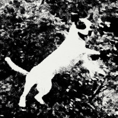 Every Night I Dream Of Catching Trains