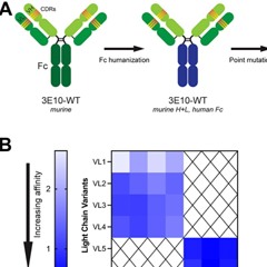 Next-Gen Cell-Penetrating Antibodies for Tumor Targeting and RAD51 Inhibition