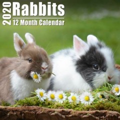 [View] EPUB 💌 Mini Calendar 2020 7x7 Rabbits: High Quality Rabbit Photos Small Calen