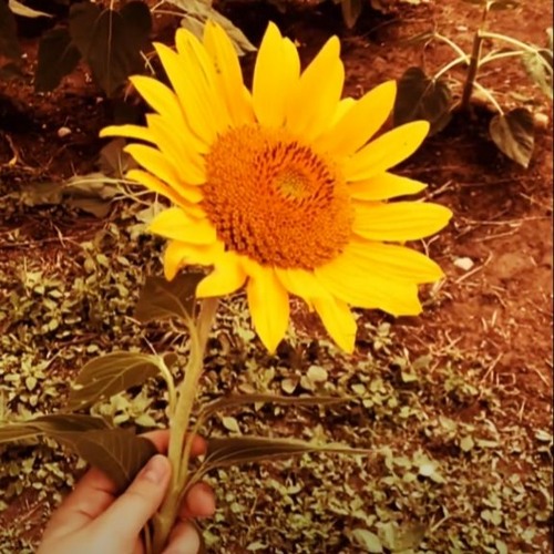 sunflower type beat