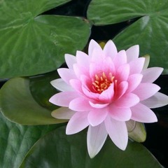 Lotus Petals
