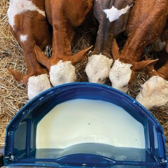 #22  כמויות חלב בהגמעת עגלות