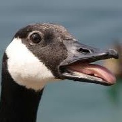 Loosey Goosey - Geo Mcd (WORK IN PROGRESS)