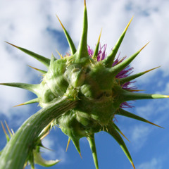 🪻milk thistle🪻