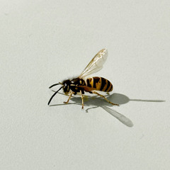 LILDRUGHILL - трудно простить