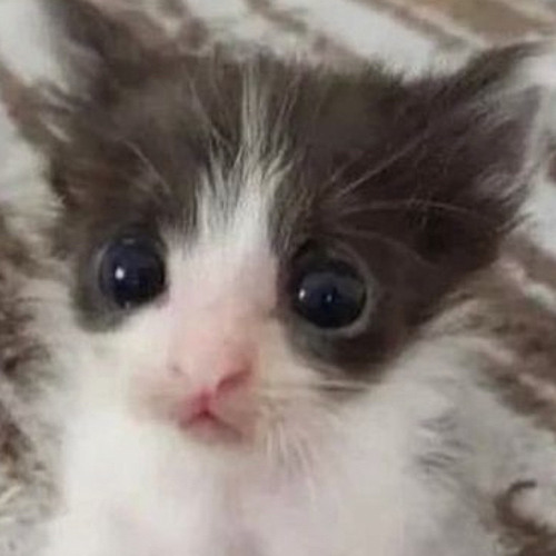 NDA x Starboy (Bilie Eilish, The Weekend, Daft Punk)