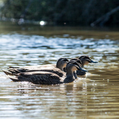 Driven Destiny Vocals