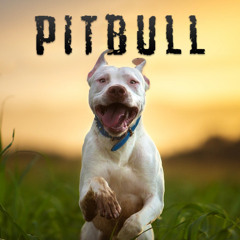 pitbull