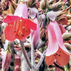 Alerras Project - Flores