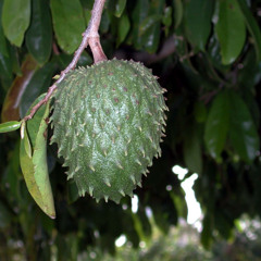 Neighbour's Soursop Tree