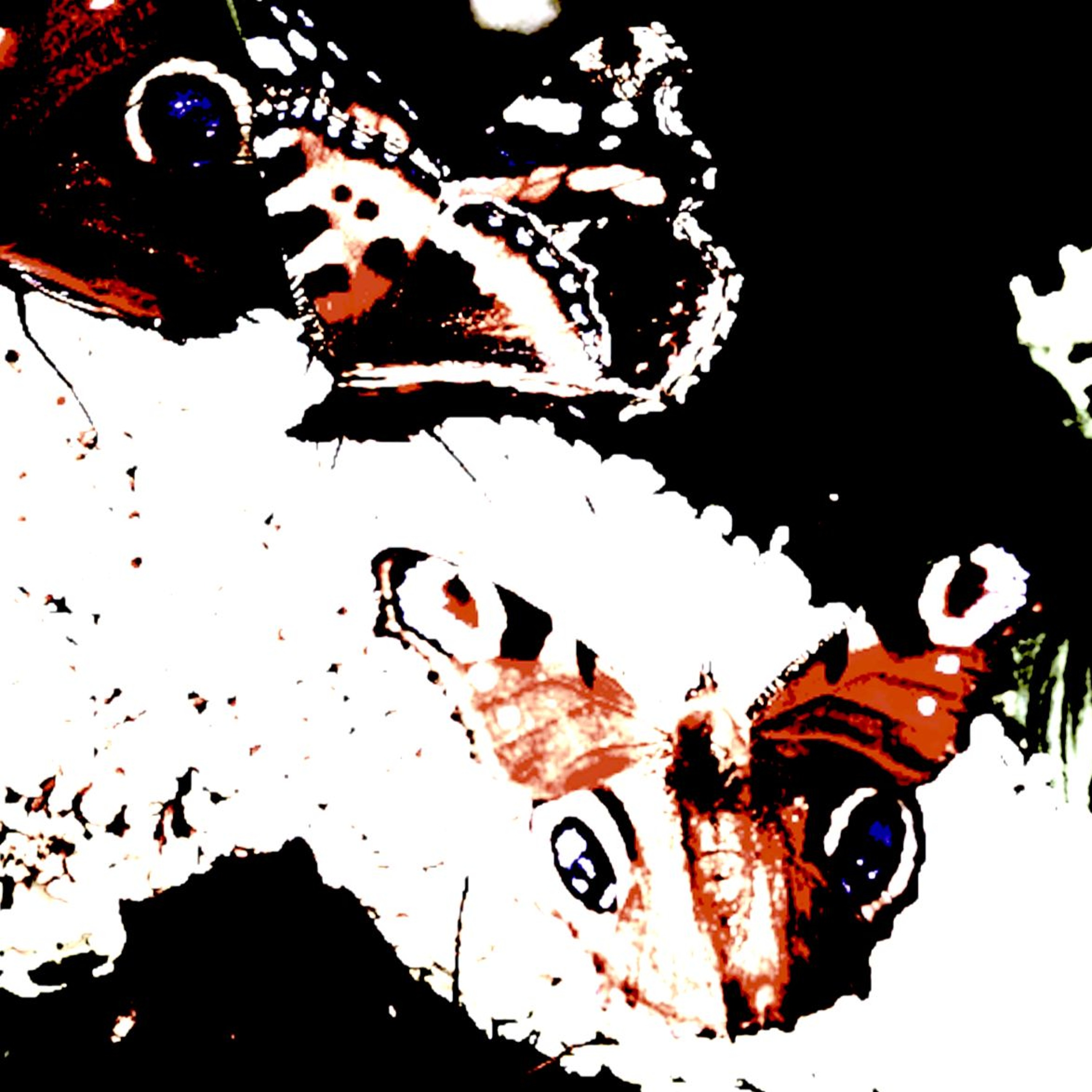 KAUZ KINsKI