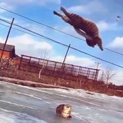 dentist - rolls trees n jestarro (kr!sh)