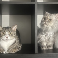 proud w aizey (vol, vendr, rio leyva)