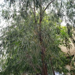 A lil laggy - 3:30:23, 6.35 AM.mp3