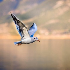 7. Teadlikkus hingamisest koos avarusega