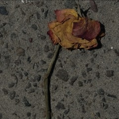 ROSES FROM MY POCKET