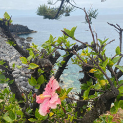 Madeira's Musing: Taxes & Tunes