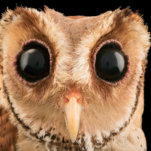 Owl - Kind of a dreamy EDM beat