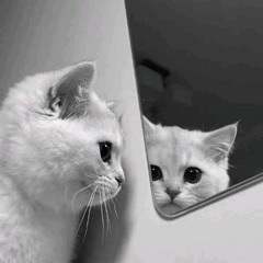 STECU STECU - [ IMAN'PHLVI x DJ EX-BALL ] #REQ AMOYCUTE