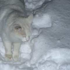winter(demo)