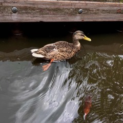 Quacker