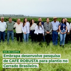 Embrapa desenvolve pesquisa de CAFÉ ROBUSTA para plantio no Cerrado Brasileiro