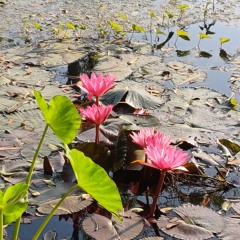 তোমার অসীমে প্রাণমন লয়ে রবীন্দ্রসঙ্গীত