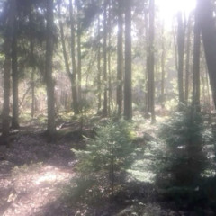 salad fingers p. kay4l