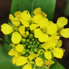 Darwill - Techno - Trax- Sound Love