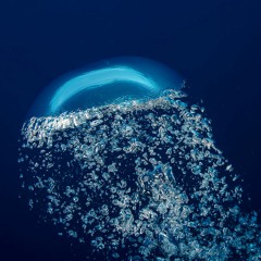 Cachalotes: Escuchando al Oceáno (Sperm Whales: Listening to the Ocean)