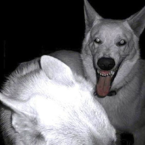 Craighead Forest 2019