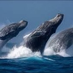 Ash & Paradise - From Ashes To Paradise