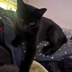 If I was you prod pala*