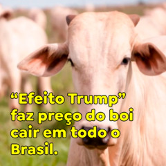 “Efeito Trump” faz preço do boi cair em todo o Brasil