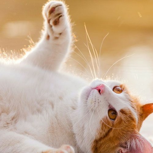 Kittens Caprice(Royalty Free Music)