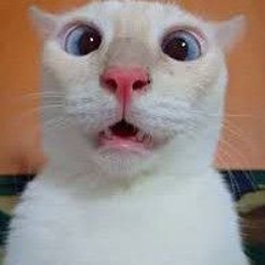 Judika - Mardua Holong Diacara Resepsi Pernikahan