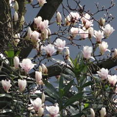 fractal/offal n*7  [walzer]