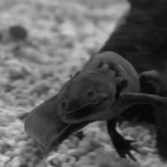 A. Extinction (The Night of the Axolotl Mix)