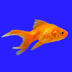 spaceland ~☆ chloe moriondo cover