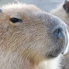 Сто-Личный Она-Нас – Капибара (Capybara)