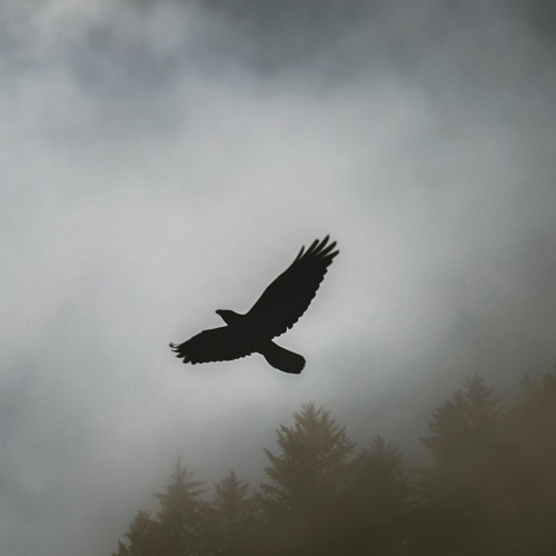 Birds Calling - Kevin Gates Type Beat 2024 (Hard Rap Trap Beat with Guitar)