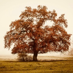 The Wise Old Oak