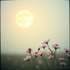 It's a beautiful life