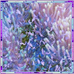 WitchMix#582