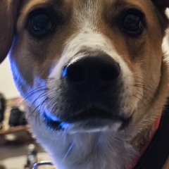 Shroom Shrine (Original Mix)