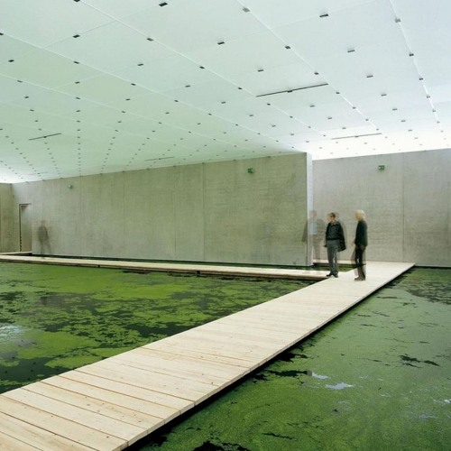 okay + palmtri (snowdrive)