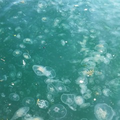 Cihangir Denizanası