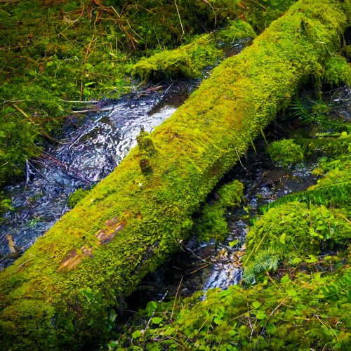 Raining Sounds For Sleeping, Studying, Focus Or Relaxation Featuring Water White Noise (75 Minutes)