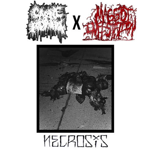 Carne side from split w maggot infestation